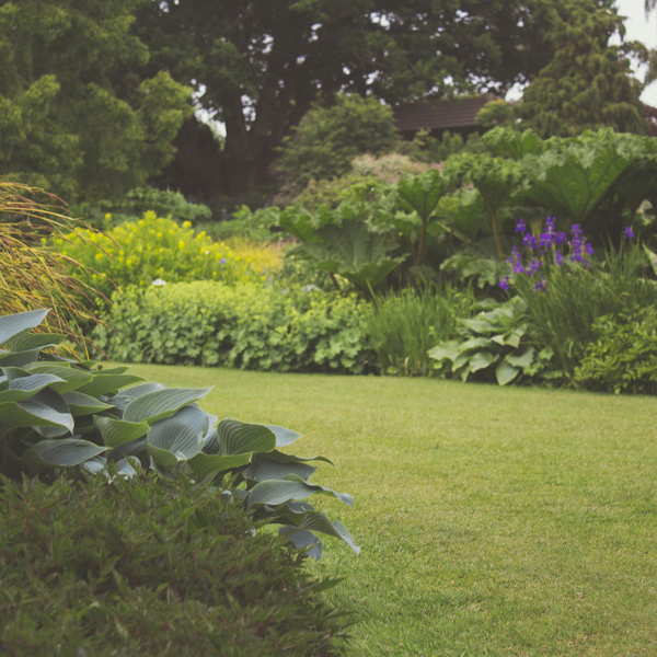 Fytogarden_gras_tussen_planten_verwijderen